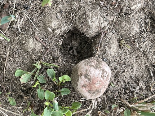Geastrum rufescens (Photo 2 of 3)