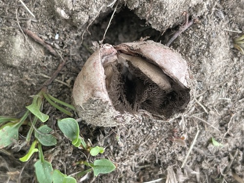Geastrum rufescens (Photo 3 of 3)