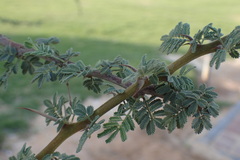 Vachellia tortilis
