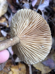 Lactifluus gerardii