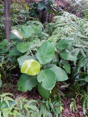 Dillenia suffruticosa