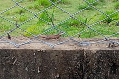 Tropidurus catalanensis