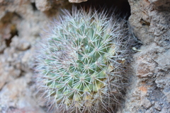 Mammillaria johnstonii