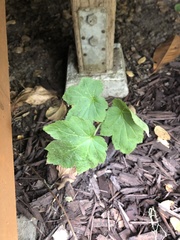 Eriocapitella × hybrida