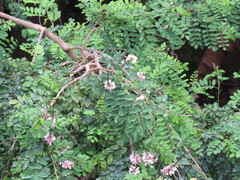 Indigofera jucunda