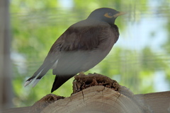 Acridotheres tristis