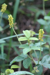 Eriosema parviflorum