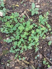 Oxalis