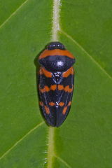 Cosmoscarta dimidiata