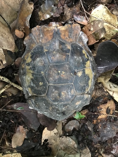Eroded Hingeback Tortoise