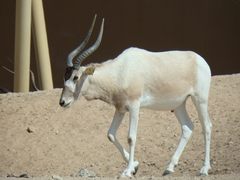 Addax nasomaculatus