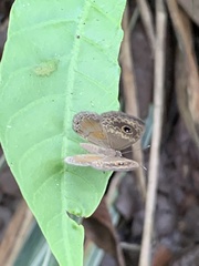 Perophthalma tullius