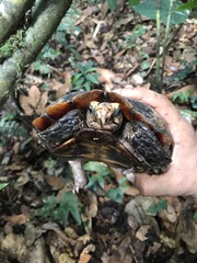 Kinixys erosa