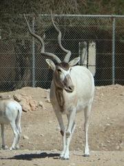 Addax nasomaculatus