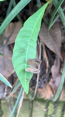 Perophthalma tullius