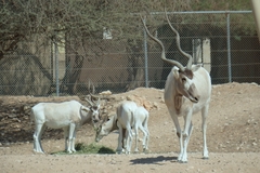 Addax nasomaculatus