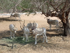 Addax nasomaculatus