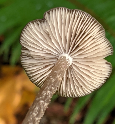 Entoloma hirtipes