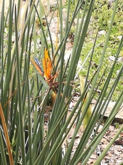 Strelitzia juncea