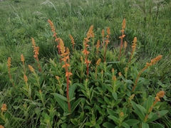 Sinningia allagophylla