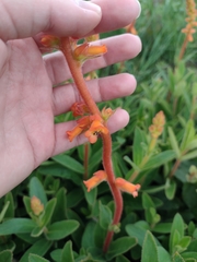 Sinningia allagophylla