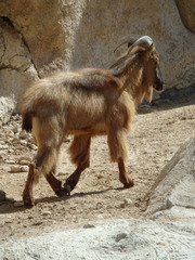 Arabitragus jayakari