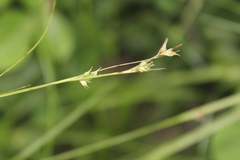 Carex uhligii
