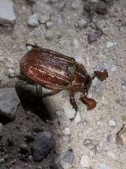 Polyphylla mescalerensis