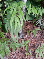 Dicranopteris linearis