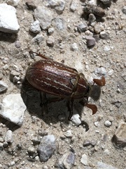 Polyphylla mescalerensis