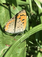 Lycaena phlaeas daimio