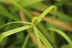 Cyperus ruwenzoriensis