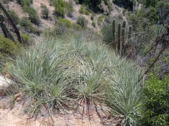 Puya coerulea