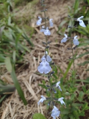 Salvia aliciae