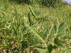 Vicia sativa nigra