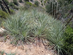 Puya coerulea