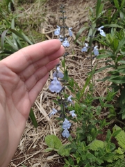 Salvia aliciae