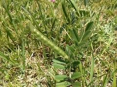 Vicia sativa nigra