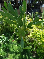 Opuntia cochenillifera