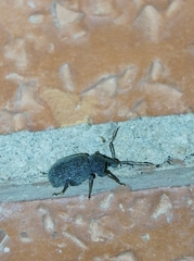 Otiorhynchus rugosostriatus