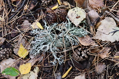 Pseudevernia furfuracea