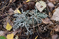 Pseudevernia furfuracea