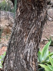 Albizia amara sericocephala