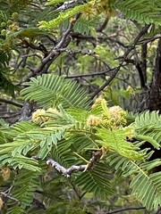 Albizia amara sericocephala