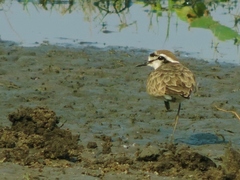 Charadrius pecuarius
