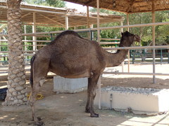 Camelus dromedarius