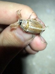 Polyphylla pottsorum