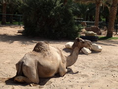 Camelus dromedarius