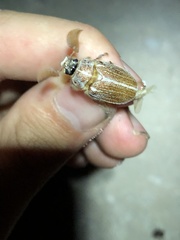 Polyphylla pottsorum