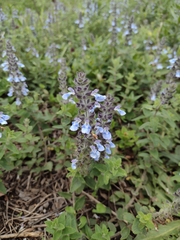 Salvia lachnostachys